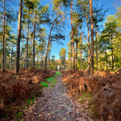 Ga je mee met deze wandeling op een heel bijzondere plek? De Lembeekse bossen zijn geen aaneengesloten bos, maar een mozaïek van stukjes bos afgewisseld met weides en akkerland.